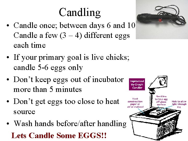 Candling • Candle once; between days 6 and 10 Candle a few (3 –