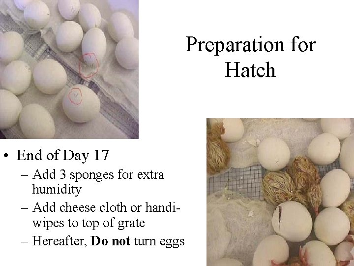 Preparation for Hatch • End of Day 17 – Add 3 sponges for extra