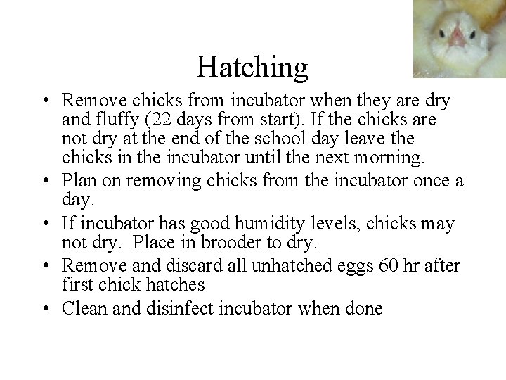 Hatching • Remove chicks from incubator when they are dry and fluffy (22 days