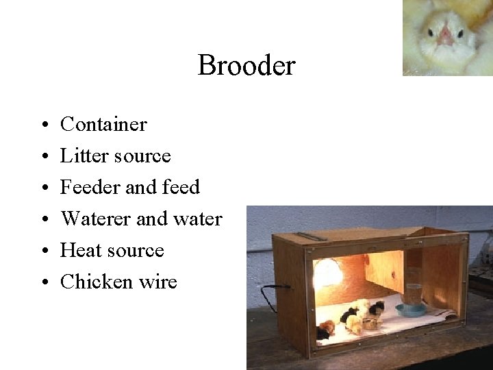 Brooder • • • Container Litter source Feeder and feed Waterer and water Heat