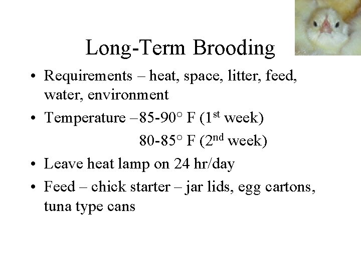 Long-Term Brooding • Requirements – heat, space, litter, feed, water, environment • Temperature –