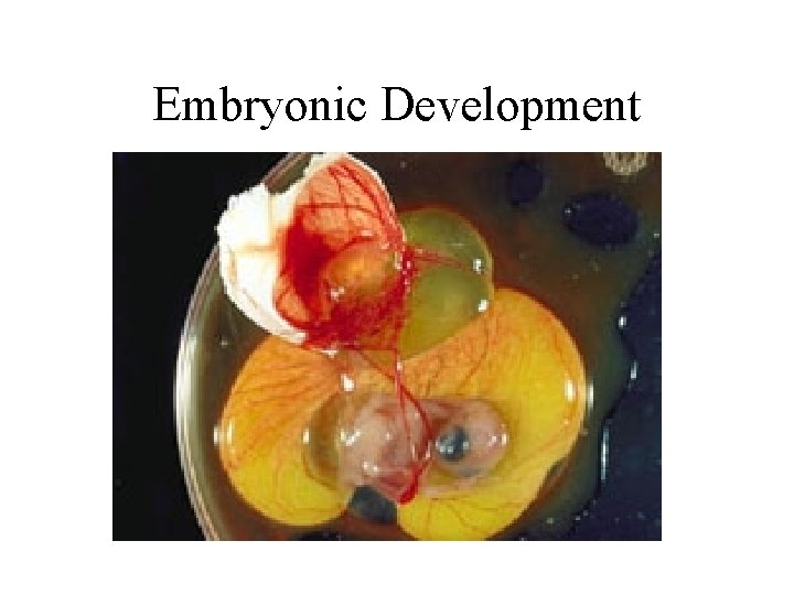 Embryonic Development 