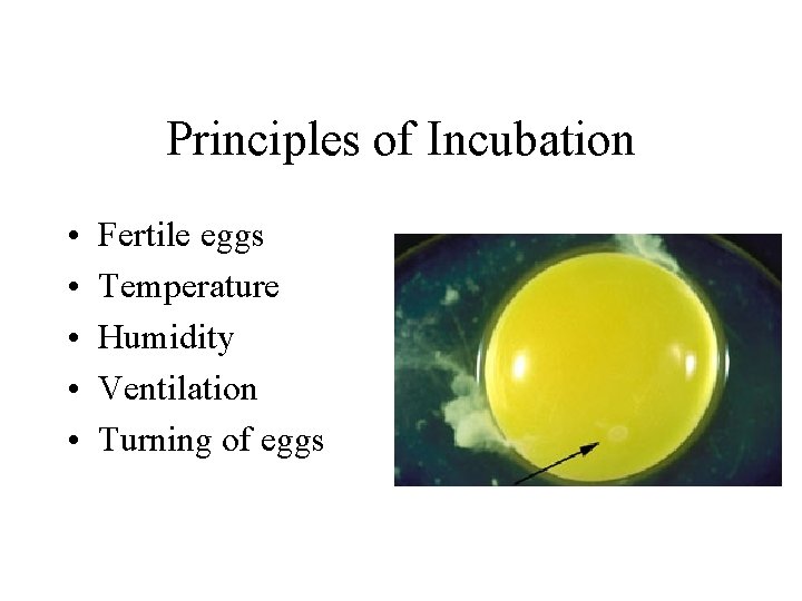 Principles of Incubation • • • Fertile eggs Temperature Humidity Ventilation Turning of eggs