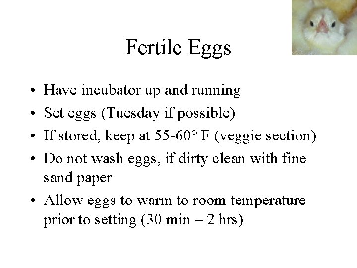 Fertile Eggs • • Have incubator up and running Set eggs (Tuesday if possible)