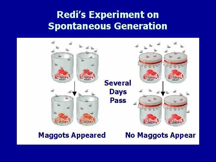 Redi’s Experiment on Spontaneous Generation Several Days Pass Maggots Appeared No Maggots Appear 