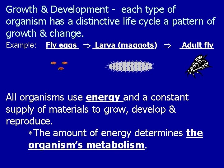 Growth & Development - each type of organism has a distinctive life cycle a
