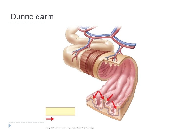 Dunne darm 
