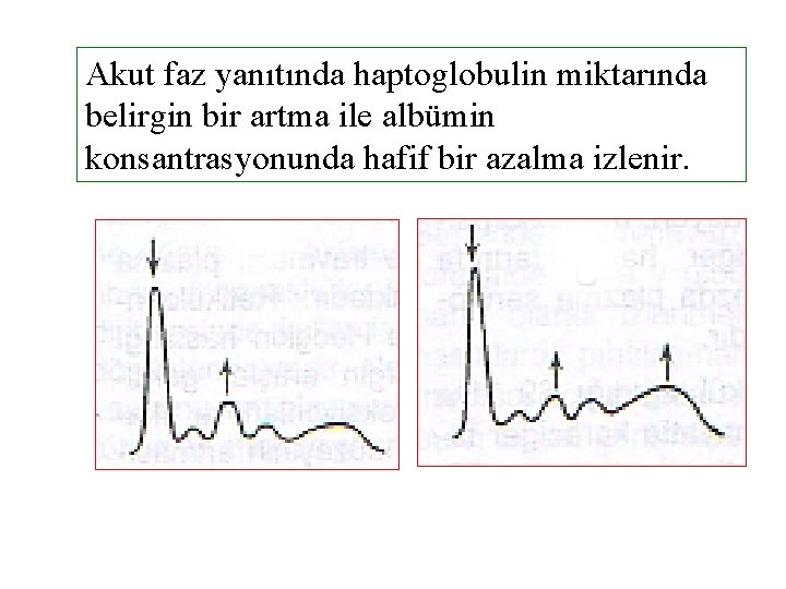 Akut faz yanıtında haptoglobulin miktarında belirgin bir artma ile albümin konsantrasyonunda hafif bir azalma