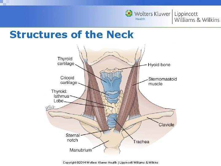 Structures of the Neck Copyright © 2014 Wolters Kluwer Health | Lippincott Williams & Structures of the Neck Copyright © 2014 Wolters Kluwer Health | Lippincott Williams &