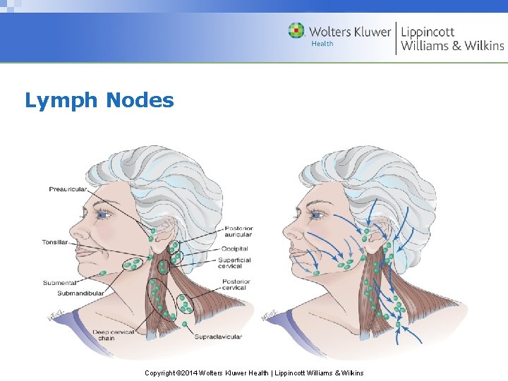 Lymph Nodes Copyright © 2014 Wolters Kluwer Health | Lippincott Williams & Wilkins Lymph Nodes Copyright © 2014 Wolters Kluwer Health | Lippincott Williams & Wilkins