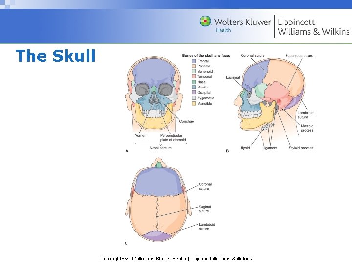 The Skull Copyright © 2014 Wolters Kluwer Health | Lippincott Williams & Wilkins The Skull Copyright © 2014 Wolters Kluwer Health | Lippincott Williams & Wilkins