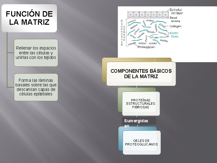 FUNCIÓN DE LA MATRIZ Rellenar los espacios entre las células y unirlas con los