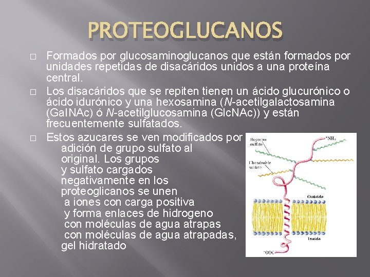 PROTEOGLUCANOS � � � Formados por glucosaminoglucanos que están formados por unidades repetidas de