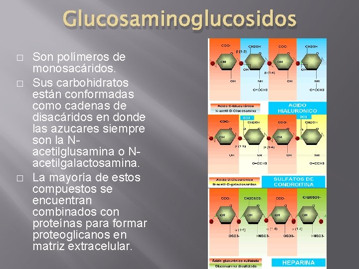 Glucosaminoglucosidos � � � Son polímeros de monosacáridos. Sus carbohidratos están conformadas como cadenas