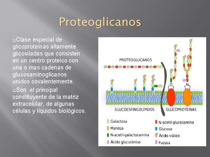 Proteoglicanos q. Clase especial de glicoproteínas altamente glicosiladas que consisten en un centro proteico
