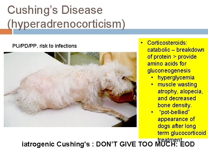 Cushing’s Disease (hyperadrenocorticism) PU/PD/PP, risk to infections • Corticosteroids: catabolic – breakdown of protein