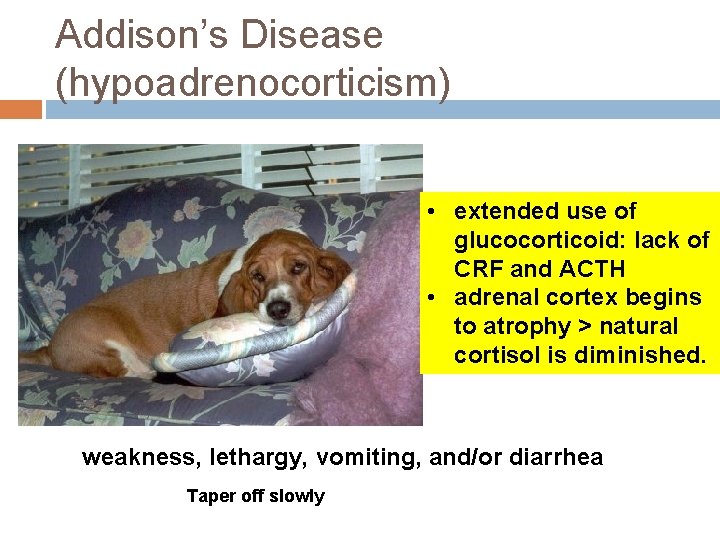 Addison’s Disease (hypoadrenocorticism) • extended use of glucocorticoid: lack of CRF and ACTH •