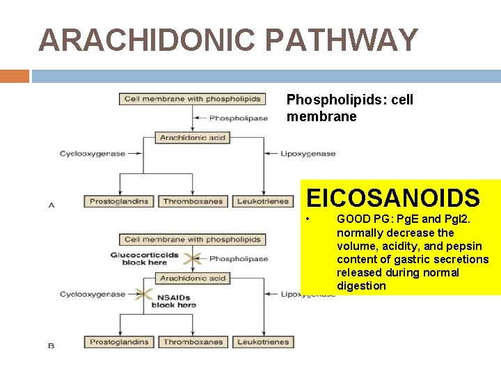 ARACHIDONIC PATHWAY Phospholipids: cell membrane EICOSANOIDS • GOOD PG: Pg. E and Pg. I