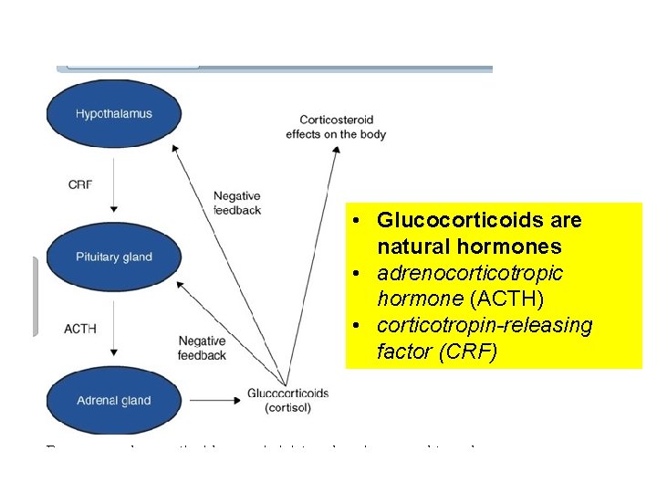  • Glucocorticoids are natural hormones • adrenocorticotropic hormone (ACTH) • corticotropin-releasing factor (CRF)