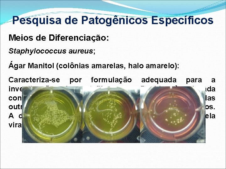 Pesquisa de Patogênicos Específicos Meios de Diferenciação: Staphylococcus aureus; Ágar Manitol (colônias amarelas, halo