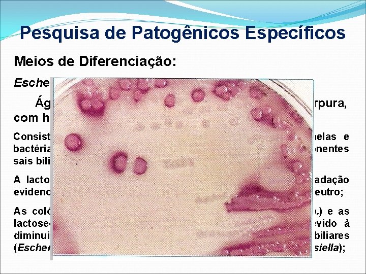 Pesquisa de Patogênicos Específicos Meios de Diferenciação: Escherichia coli; Ágar Mac Conkey (colônias vermelho-tijolo