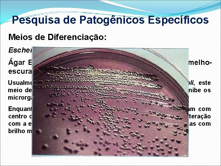 Pesquisa de Patogênicos Específicos Meios de Diferenciação: Escherichia coli; Ágar Eosina-Azul de Metileno (EMB)