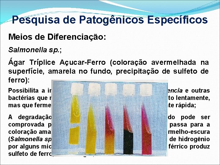 Pesquisa de Patogênicos Específicos Meios de Diferenciação: Salmonella sp. ; Ágar Tríplice Açucar-Ferro (coloração