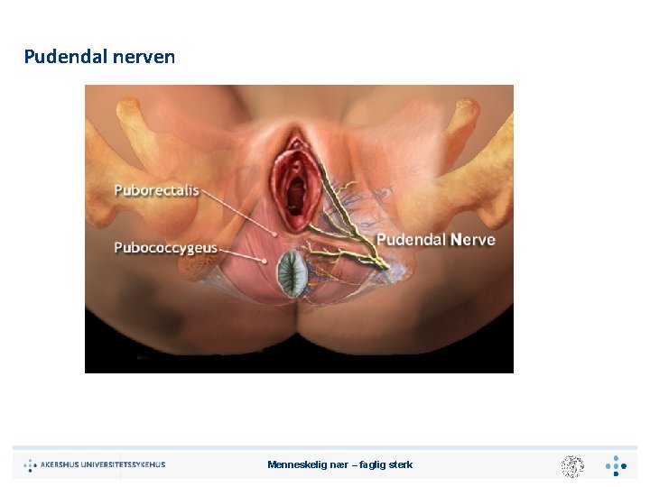 Pudendal nerven Menneskelig nær – faglig sterk 