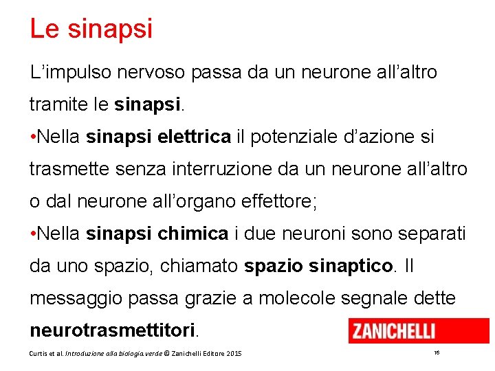 Le sinapsi L’impulso nervoso passa da un neurone all’altro tramite le sinapsi. • Nella