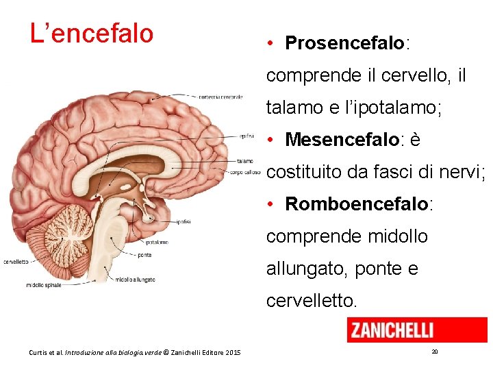 L’encefalo • Prosencefalo: comprende il cervello, il talamo e l’ipotalamo; • Mesencefalo: è costituito