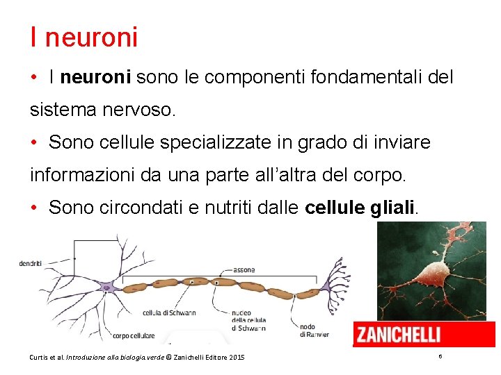 I neuroni • I neuroni sono le componenti fondamentali del sistema nervoso. • Sono