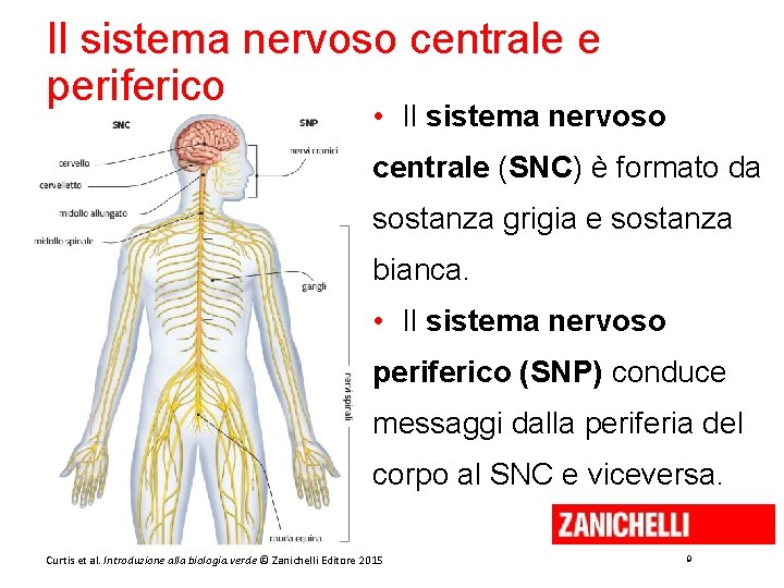 Il sistema nervoso centrale e periferico • Il sistema nervoso centrale (SNC) è formato