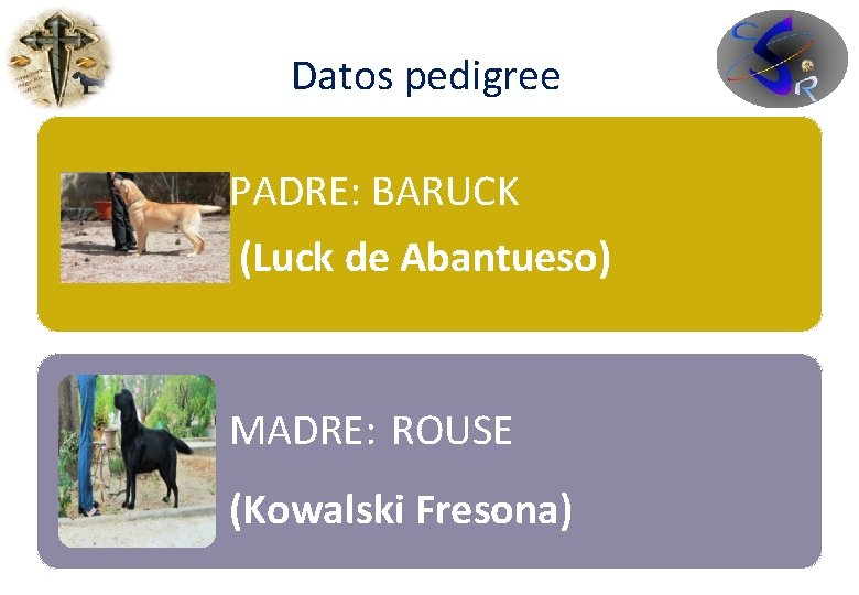 Datos pedigree PADRE: BARUCK (Luck de Abantueso) MADRE: ROUSE (Kowalski Fresona) 