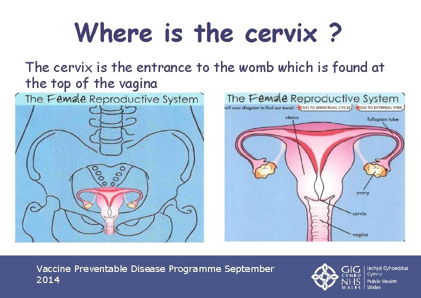 Where is the cervix ? The cervix is the entrance to the womb which