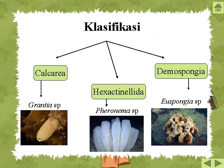 Klasifikasi Demospongia Calcarea Hexactinellida Grantia sp Euspongia sp Pheronema sp 