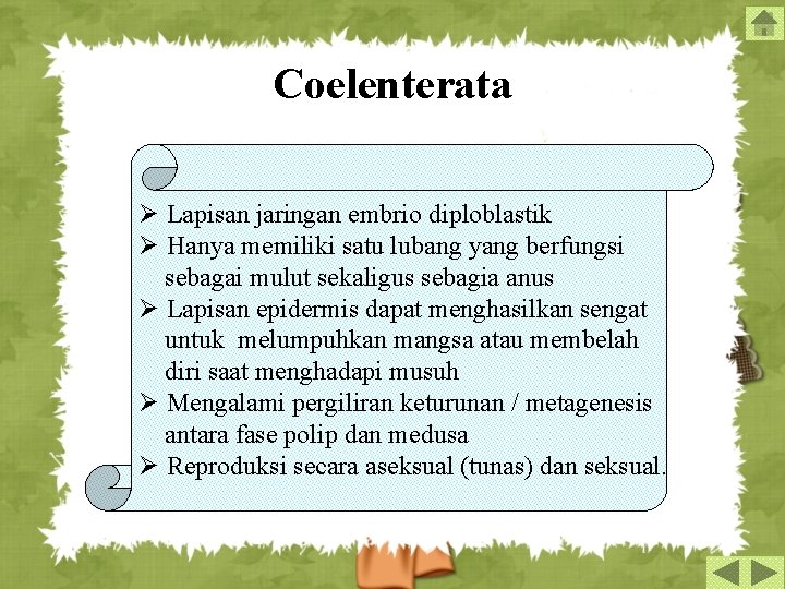 Coelenterata Ø Lapisan jaringan embrio diploblastik Ø Hanya memiliki satu lubang yang berfungsi sebagai