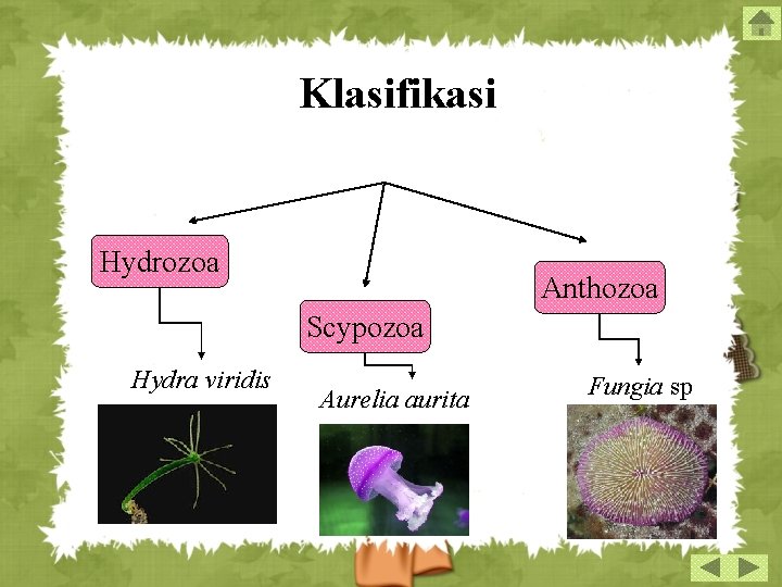 Klasifikasi Hydrozoa Anthozoa Scypozoa Hydra viridis Aurelia aurita Fungia sp 