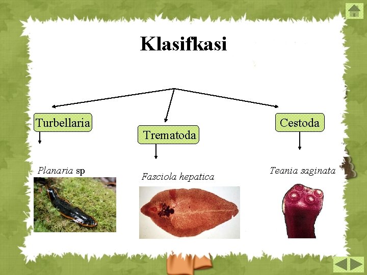 Klasifkasi Turbellaria Planaria sp Trematoda Fasciola hepatica Cestoda Teania saginata 