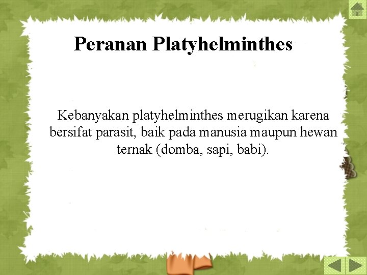 Peranan Platyhelminthes Kebanyakan platyhelminthes merugikan karena bersifat parasit, baik pada manusia maupun hewan ternak