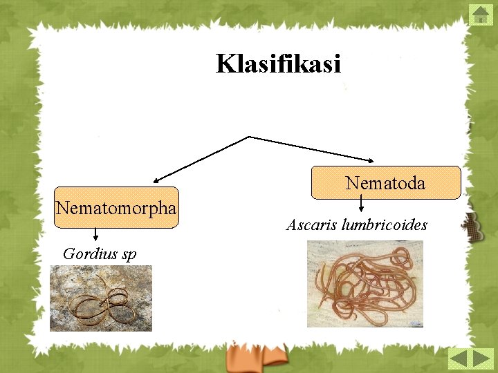 Klasifikasi Nematoda Nematomorpha Gordius sp Ascaris lumbricoides 