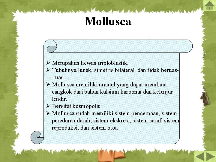 Mollusca Ø Merupakan hewan triploblastik. Ø Tubuhnya lunak, simetris bilateral, dan tidak beruas. Ø