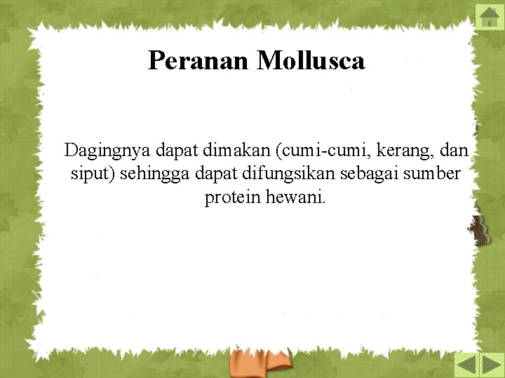 Peranan Mollusca Dagingnya dapat dimakan (cumi-cumi, kerang, dan siput) sehingga dapat difungsikan sebagai sumber