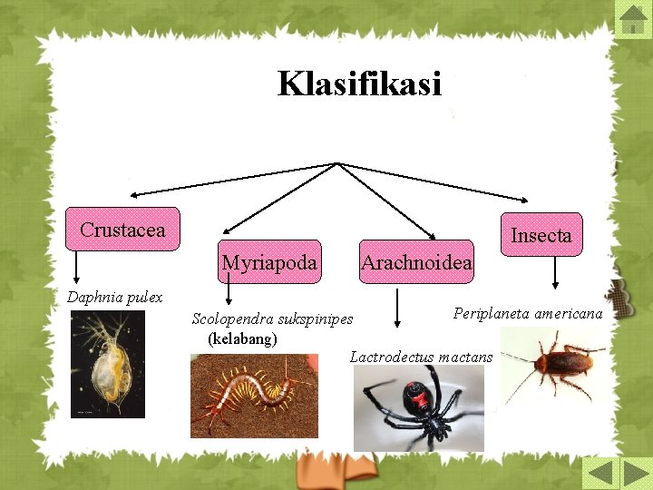Klasifikasi Crustacea Insecta Myriapoda Daphnia pulex Arachnoidea Periplaneta americana Scolopendra sukspinipes (kelabang) Lactrodectus mactans
