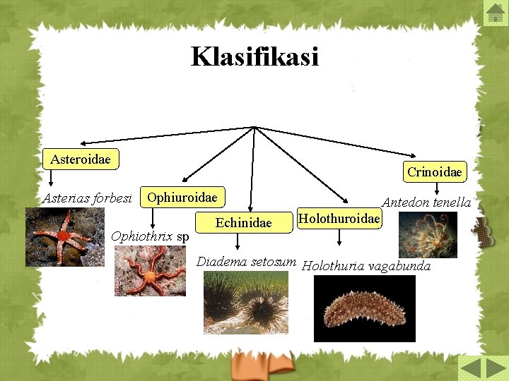 Klasifikasi Asteroidae Asterias forbesi Crinoidae Ophiuroidae Ophiothrix sp Echinidae Antedon tenella Holothuroidae Diadema setosum