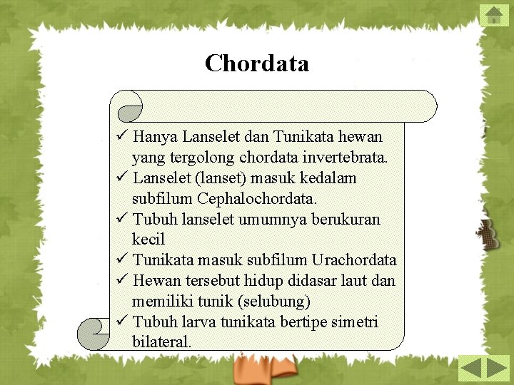 Chordata ü Hanya Lanselet dan Tunikata hewan yang tergolong chordata invertebrata. ü Lanselet (lanset)