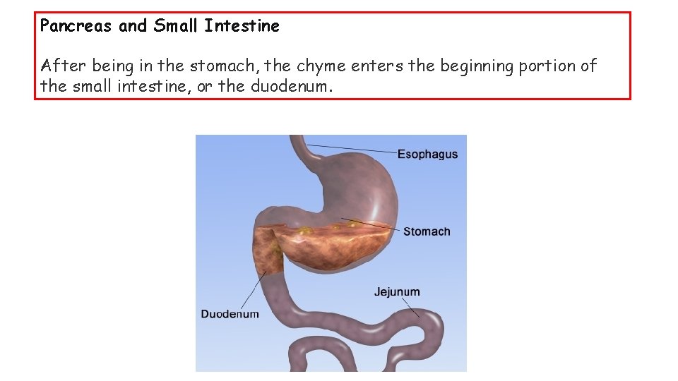 Pancreas and Small Intestine After being in the stomach, the chyme enters the beginning