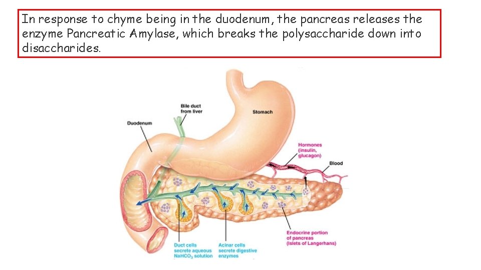 In response to chyme being in the duodenum, the pancreas releases the enzyme Pancreatic