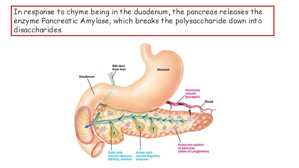 In response to chyme being in the duodenum, the pancreas releases the enzyme Pancreatic In response to chyme being in the duodenum, the pancreas releases the enzyme Pancreatic
