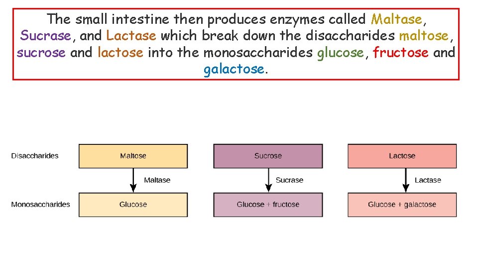 The small intestine then produces enzymes called Maltase, Sucrase, and Lactase which break down