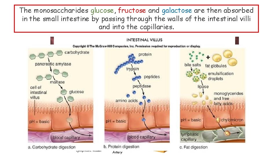 The monosaccharides glucose, fructose and galactose are then absorbed in the small intestine by